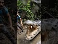 Shocking Moment: Giant Crocodile Lunges Out of River in Heart-Stopping Attack!#crocodile #wildlife
