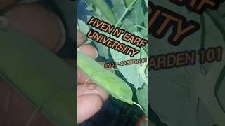 Green Beans Small Garden Holistic Approach to Fertilizer #gardening #esoterichealing