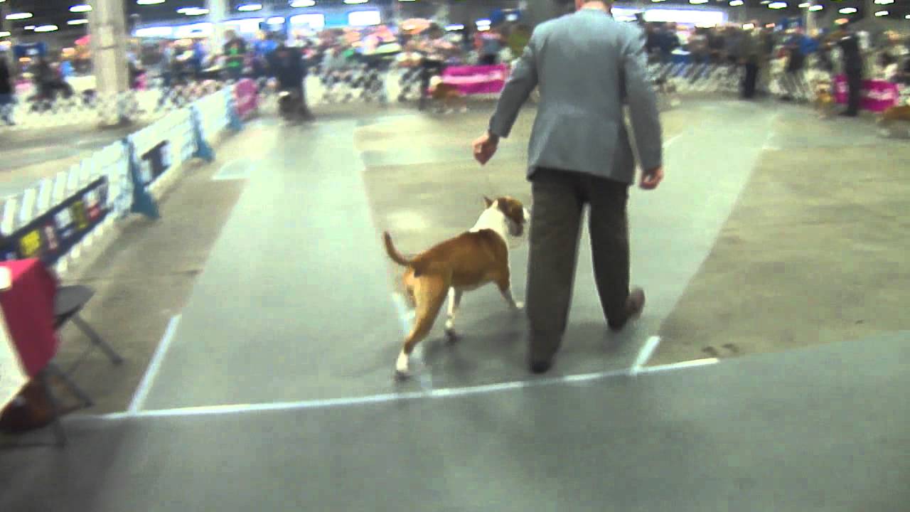 American Staffordshire Terrier BOB competition Evansville Kennel