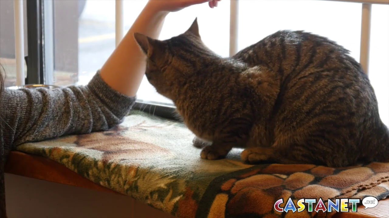 pets of the week YouTube