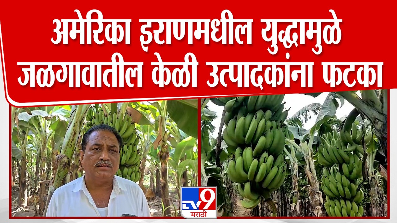 Jalgaon | USA-Iran-Israil युद्धामुळे जळगावातील केळी उत्पादकांना फटका