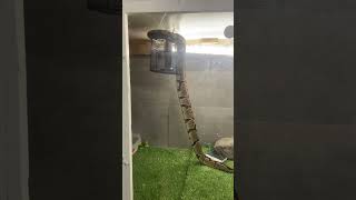 Python Demonstrates Incredible Climbing Power! Net Worth