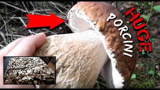 KING BOLETE MUSHROOM HUNTING 2019 + HOW TO FIND PORCINI + TIPS & SECRETS.....PART. 2