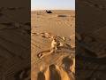 ارنب بري يتصرف بغرابه اكسبلور Wildlife Nature Desert New Rabbit 