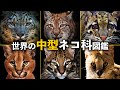 世界の中型ネコ科図鑑　知られざるハンターの素顔