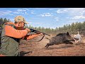 صيد الخنزير البري الذي يدم ر محاصيل الفلاحين Wild Boar Hunting 