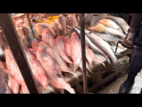 アフリカのヤバ過ぎる鮮魚市場に潜入！