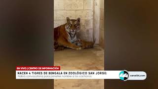 Nacen 4 tigres de bengala en zoológico San Jorge