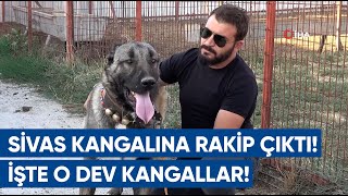 Sivas Kangalına Rakip Çıktı Akif Metinin Çiftliği İşte O Dev Kangallar | AGRO TV