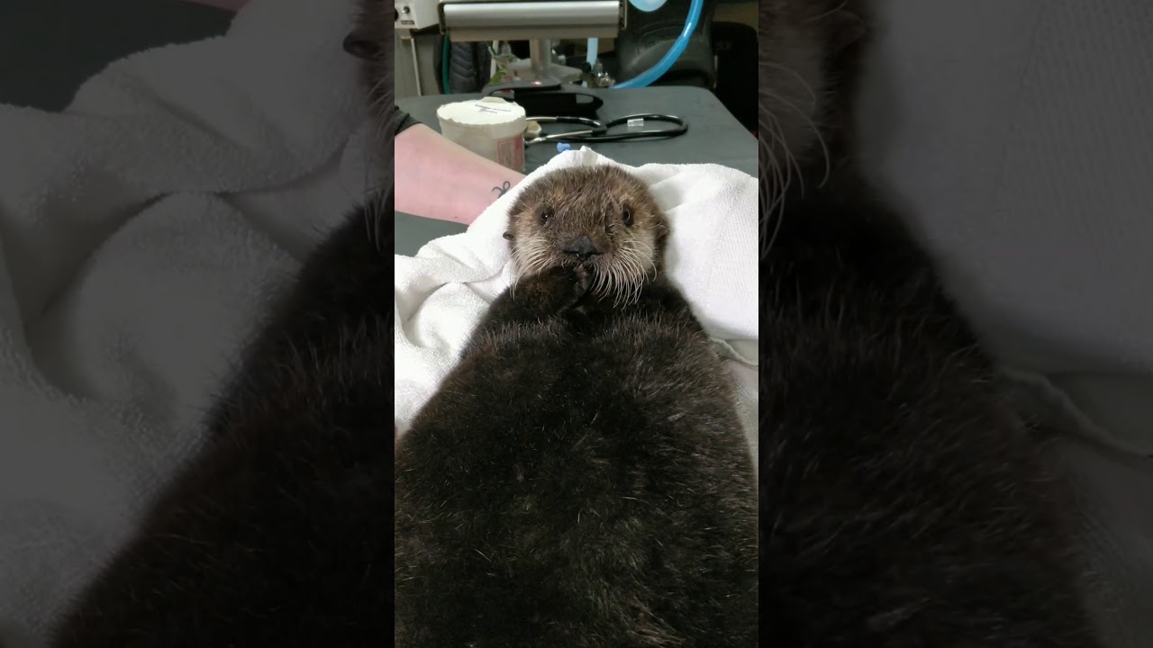 First look at our latest patient, a young female sea otter