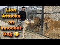 Lion ny bechary dog pr attack kr dia  lion attacks on dog  nouman hassan 