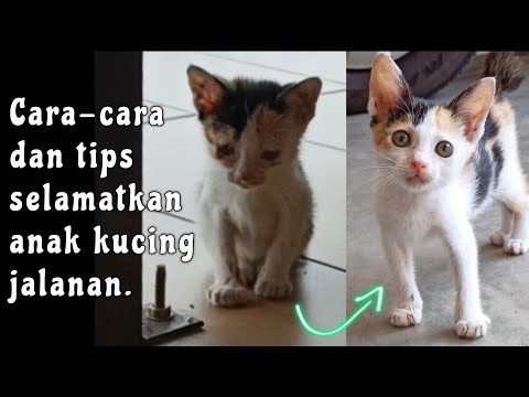 Video: Panduan Pemilik Kucing Baru: 9 Langkah untuk Mengambil Penjagaan Anak Kucing anda