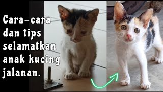 Caracara dan Tips Selamatkan Anak Kucing Jalanan