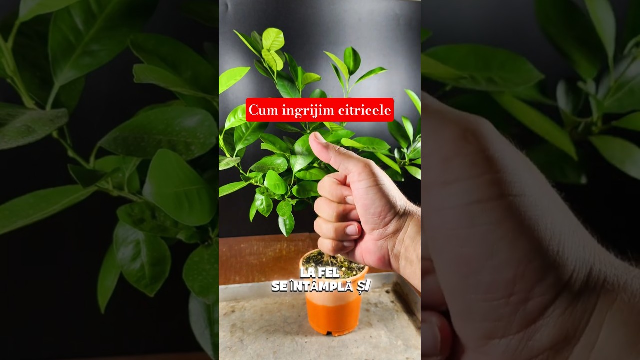 Citricele arata bine, apoi cad florile: ce le lipseste 