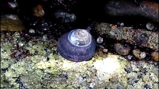 Facts: The Black Turban Snail