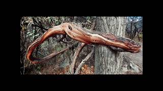 Canvas 2 Niji Iro No Sketch Tv Anime Series Ep 13 Sepia Triangle  Soundtrack Cover