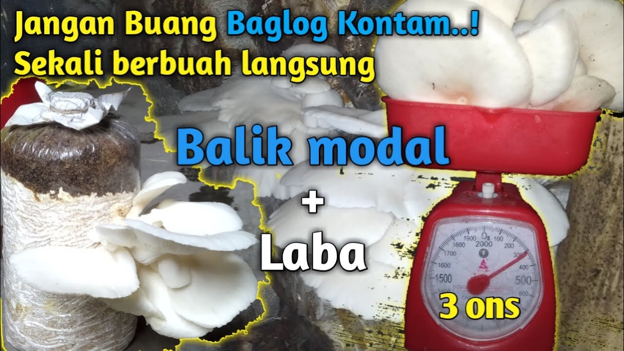 Cara budidaya jamur tiram bagi pemula Memanfaatkan Baglog Rusak YouTube