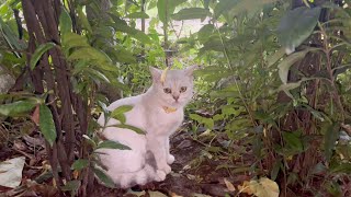 Cute Cat story  The cat was angry so he went out into the yard and sat alone