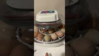 Day 19 in the incubator—-talking about humidity