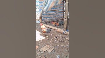 gà rừng đẹp quá. qaib qus zoo nkauj