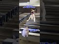 2024年度大学入試 猫ミーム 【阪大・京大・東大編】 #受験 #猫ミーム