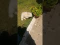 LUCA SE ESCAPÓ Y YO DETRÁS EN PIJAMA/LOS VECINOS HABRÁN PENSADO, QUE HACE LA ESPAÑOLA? PERDIÓ LA CAB