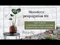 Monstera Deliciosa propagation 101