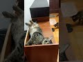 【八寶粥】這是什麼豪邁的睡姿啊 #貓咪#可愛#休閒#娛樂