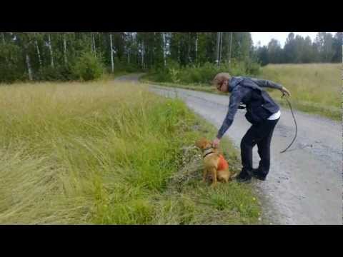 Video: Romahtaa Harjoituksen Aikana Labradorinnoutajilla