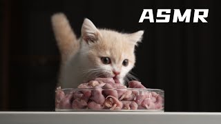 kitten asmr | kitty eating 100 Germfree mice