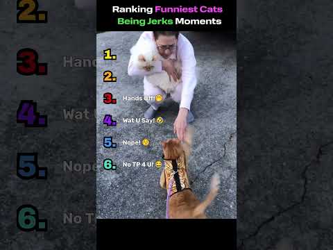 Cats Being Total Jerks - Funny Cat Videos