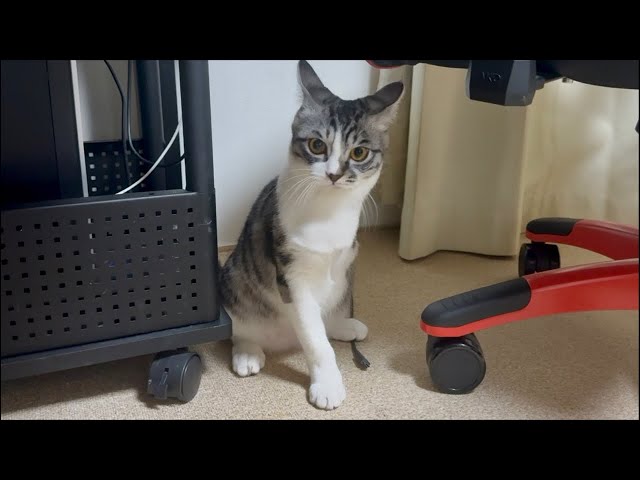 Playing with Goro, the Three-Legged Cat Who Was on TV & Chat