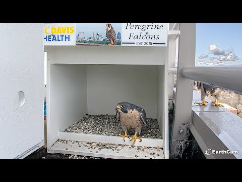 Falcon Nest Cam live cam preview