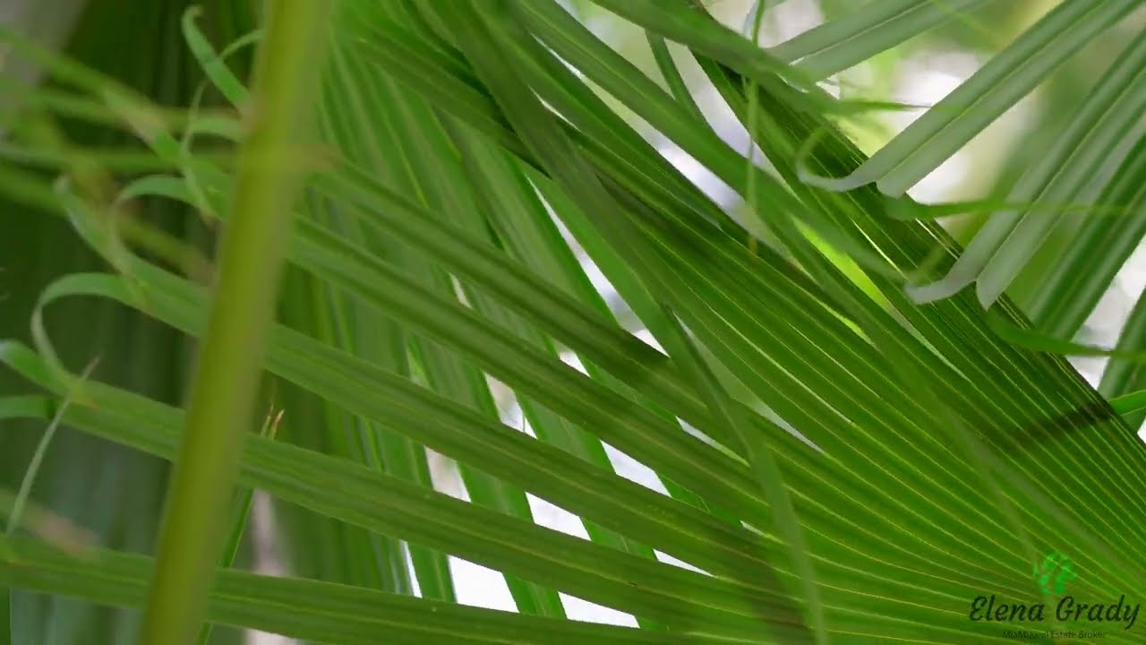 Exploring the Stunning Beauty of Miami: A Vibrant City Tour