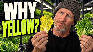 Ep. 06 - Why Are My Hydroponic Leaves Turning Yellow?