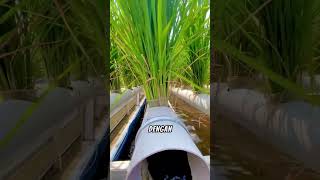 Planting Hydroponic Rice Intercropping With Fish Ponds agriculture gardeningtips tricks fruit