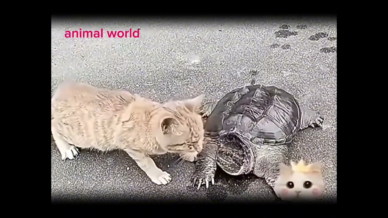 What Happens When Cats Face Danger - Incredible Reflexes!
