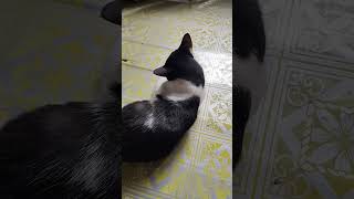Cat grooming itself. #cat #catgrooming