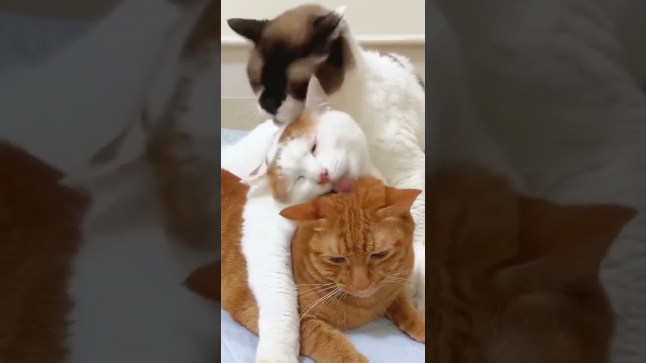 Смешные пушистики / Смешные моменты с животными 2024 /№50 