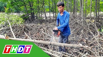 Giá cây đước ở Cà Mau tăng gấp đôi | THDT