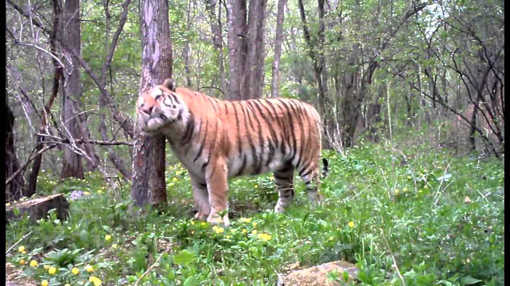 Кошки России/Cats of Russia YouTube