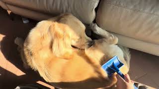 Majestic Floof Mode Activated ✨ When Mom’s Brushing Turns Bello into a Melted Pancake 🥞 Majestic Floof Mode Activated ✨ When Mom’s Brushing Turns Bello into a Melted Pancake 🥞