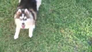 ポンスキー Pomsky 可愛すぎるハスキー ポメラニアンのミックス Bliss
