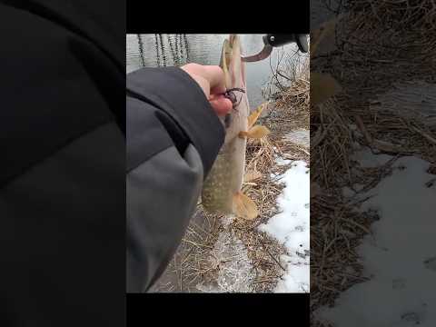 Щука, Лёша, Nautilus Eco'izm LT ECLT 762L и Дядя Саша на реке Сож @fishfilos @ProstoRibalka