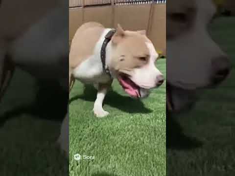 Boyutu sizi aldatmasın #shorts #keşfet #kedi #komik #memes #eğlencelivideolar #chatgpt #sora