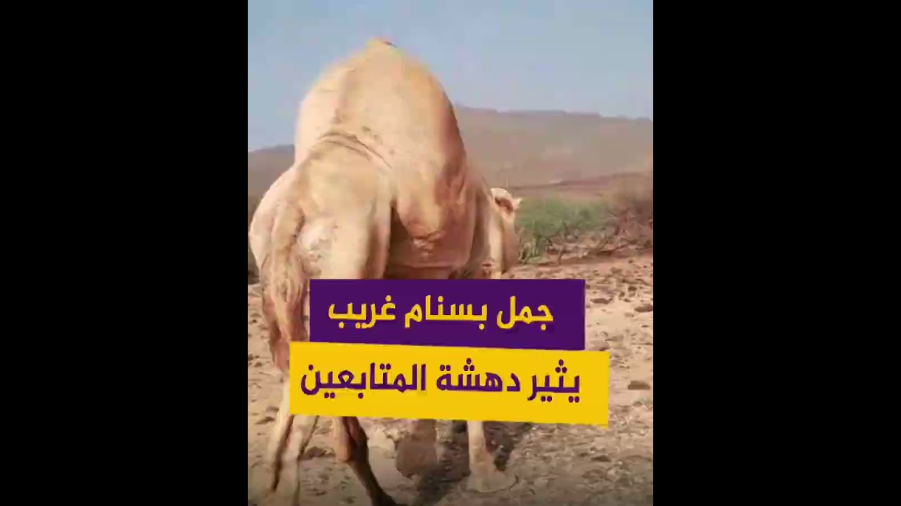 جمل بسنام غريب يثير دهشة رواد مواقع التواصل الاجتماعي