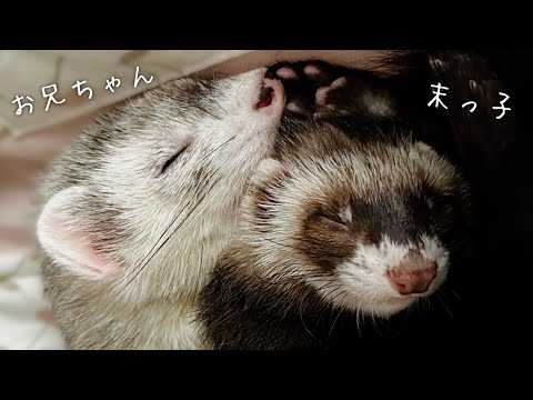 NO40 秋らしいフェレットちゃんᒼᑋªⁿ❤︎*❤️‼️ NO40 秋らしいフェレットちゃんᒼᑋªⁿ❤︎*❤️‼️