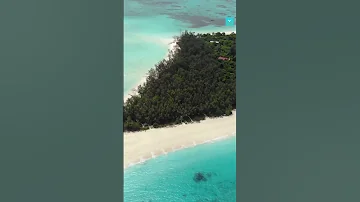 Zanzibar Shorts Beaches Travel Snorkeling Adventure Tanzania Scubadiving Marinelife 
