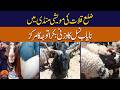 Rare Heavy-Breed Goat Becomes Center of Attention at Kalat Livestock Market |NazrbanBalochistan