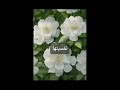 كادي انا اشكركي كادي انا اشكركي